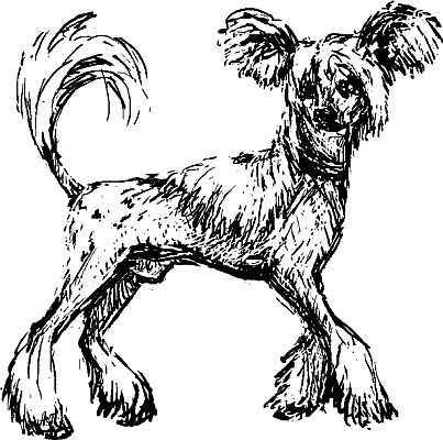 Иллюстрация к книге — Cобака. Полное руководство по дрессировке и уходу [i_022.jpg]