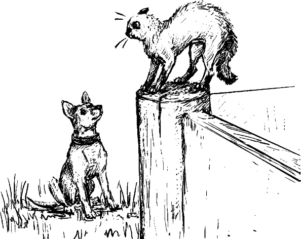 Иллюстрация к книге — Cобака. Полное руководство по дрессировке и уходу [i_025.jpg]