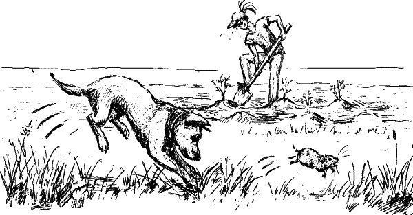 Иллюстрация к книге — Cобака. Полное руководство по дрессировке и уходу [i_026.jpg]