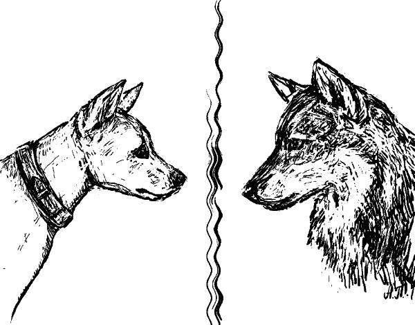 Иллюстрация к книге — Cобака. Полное руководство по дрессировке и уходу [i_029.jpg]