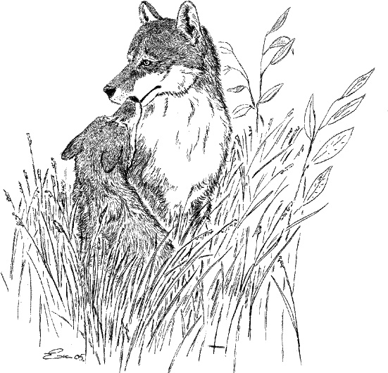 Иллюстрация к книге — Cобака. Полное руководство по дрессировке и уходу [i_030.jpg]