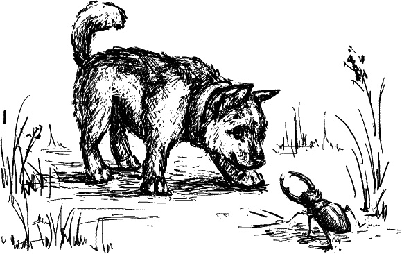 Иллюстрация к книге — Cобака. Полное руководство по дрессировке и уходу [i_031.jpg]