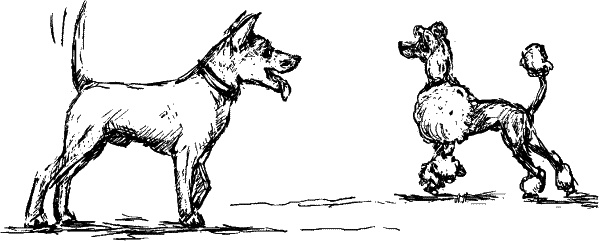 Иллюстрация к книге — Cобака. Полное руководство по дрессировке и уходу [i_032.jpg]