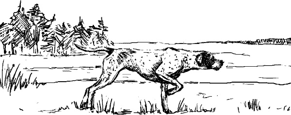 Иллюстрация к книге — Cобака. Полное руководство по дрессировке и уходу [i_033.jpg]