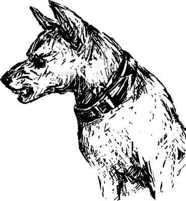 Иллюстрация к книге — Cобака. Полное руководство по дрессировке и уходу [i_050.jpg]