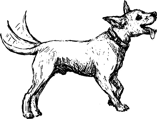 Иллюстрация к книге — Cобака. Полное руководство по дрессировке и уходу [i_051.jpg]