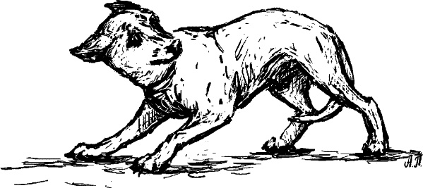 Иллюстрация к книге — Cобака. Полное руководство по дрессировке и уходу [i_052.jpg]