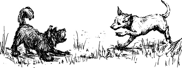 Иллюстрация к книге — Cобака. Полное руководство по дрессировке и уходу [i_054.jpg]