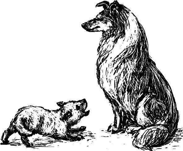 Иллюстрация к книге — Cобака. Полное руководство по дрессировке и уходу [i_065.jpg]