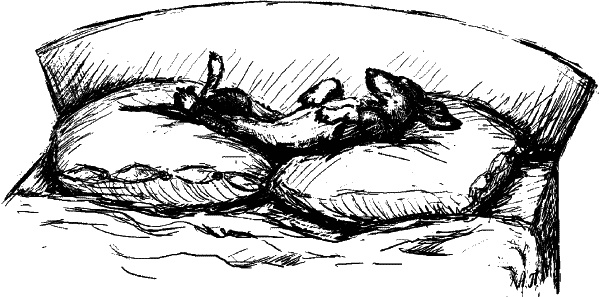 Иллюстрация к книге — Cобака. Полное руководство по дрессировке и уходу [i_077.jpg]