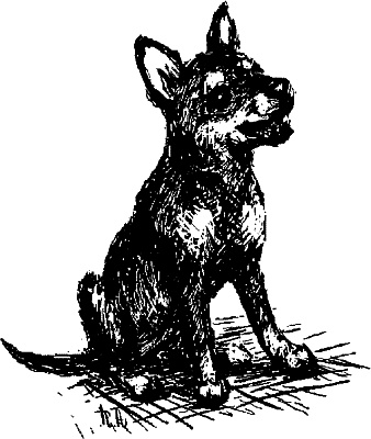 Иллюстрация к книге — Cобака. Полное руководство по дрессировке и уходу [i_080.jpg]