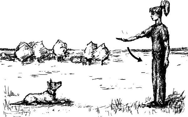 Иллюстрация к книге — Cобака. Полное руководство по дрессировке и уходу [i_091.jpg]