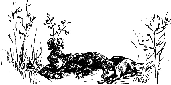 Иллюстрация к книге — Cобака. Полное руководство по дрессировке и уходу [i_100.jpg]