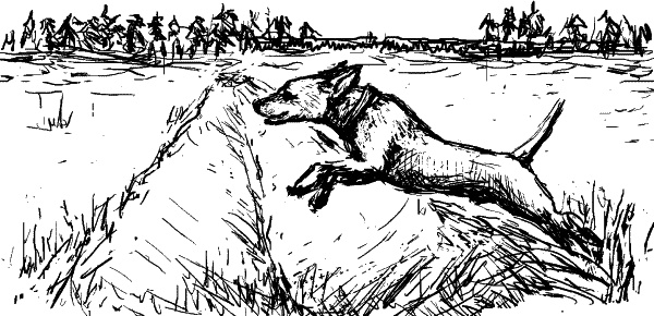 Иллюстрация к книге — Cобака. Полное руководство по дрессировке и уходу [i_103.jpg]