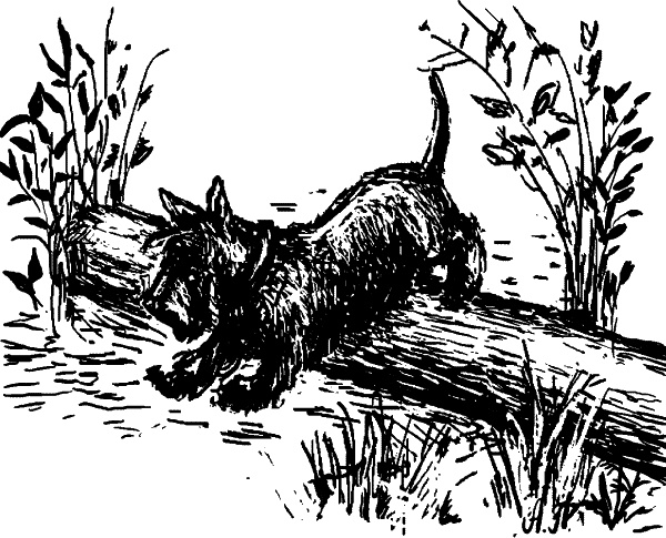 Иллюстрация к книге — Cобака. Полное руководство по дрессировке и уходу [i_110.jpg]