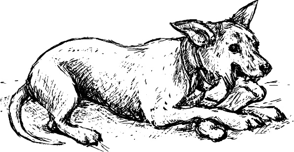 Иллюстрация к книге — Cобака. Полное руководство по дрессировке и уходу [i_113.jpg]