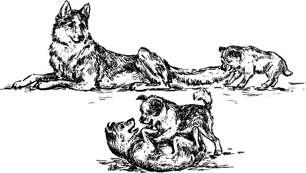 Иллюстрация к книге — Cобака. Полное руководство по дрессировке и уходу [i_119.jpg]