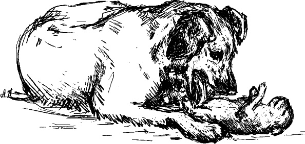 Иллюстрация к книге — Cобака. Полное руководство по дрессировке и уходу [i_123.jpg]