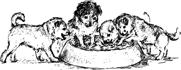 Иллюстрация к книге — Cобака. Полное руководство по дрессировке и уходу [i_125.jpg]