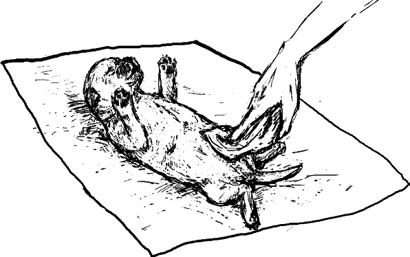 Иллюстрация к книге — Cобака. Полное руководство по дрессировке и уходу [i_126.jpg]