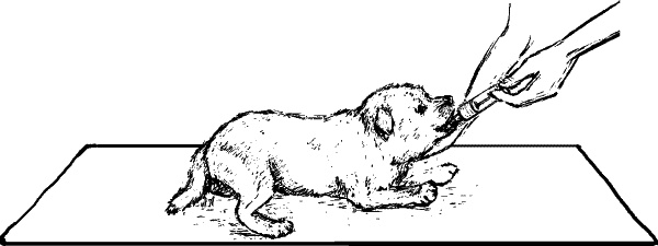 Иллюстрация к книге — Cобака. Полное руководство по дрессировке и уходу [i_127.jpg]