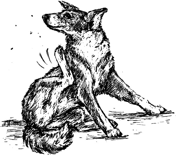 Иллюстрация к книге — Cобака. Полное руководство по дрессировке и уходу [i_128.jpg]