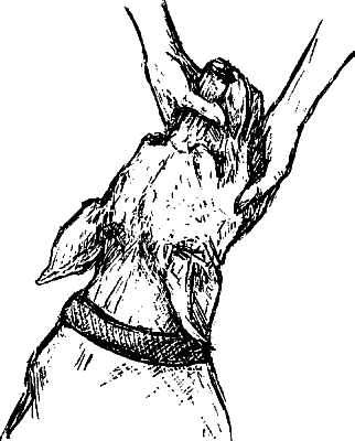 Иллюстрация к книге — Cобака. Полное руководство по дрессировке и уходу [i_131.jpg]