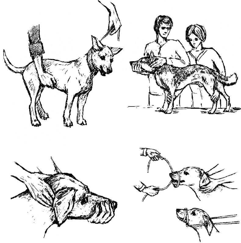 Иллюстрация к книге — Cобака. Полное руководство по дрессировке и уходу [i_132.jpg]