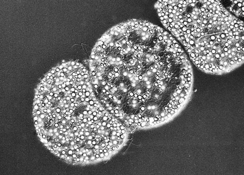 Иллюстрация к книге — Мифы о микробах и вирусах. Как живет наш внутренний мир [i_001.jpg]