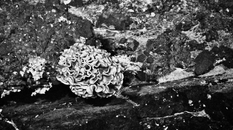 Иллюстрация к книге — Мифы о микробах и вирусах. Как живет наш внутренний мир [i_006.jpg]