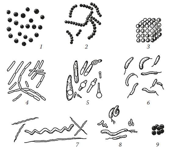 Иллюстрация к книге — Мифы о микробах и вирусах. Как живет наш внутренний мир [i_012.jpg]