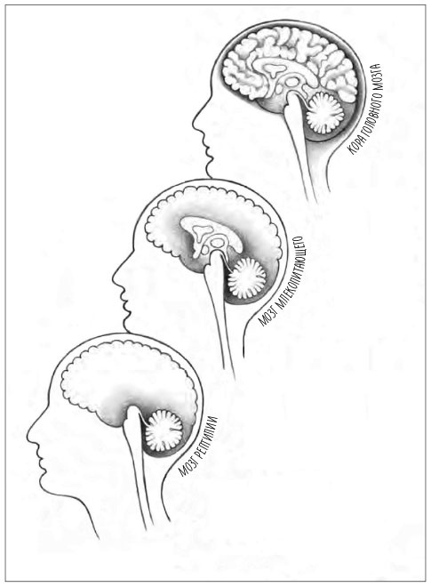 Иллюстрация к книге — Стресс как внутренняя игра. Как преодолеть жизненные трудности и реализовать свой потенциал [i_004.jpg]