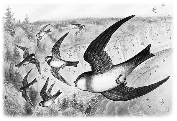 Иллюстрация к книге — Сказки и рассказы [_010copy.jpg_0.jpg]