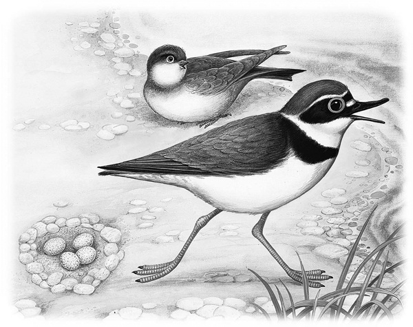 Иллюстрация к книге — Сказки и рассказы [_013copy.jpg]