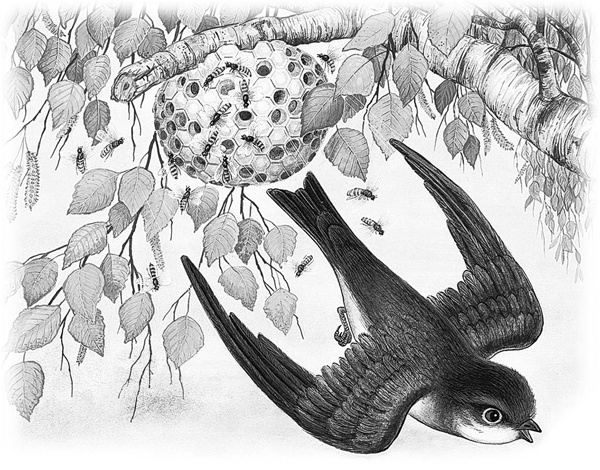 Иллюстрация к книге — Сказки и рассказы [_016copy.jpg]