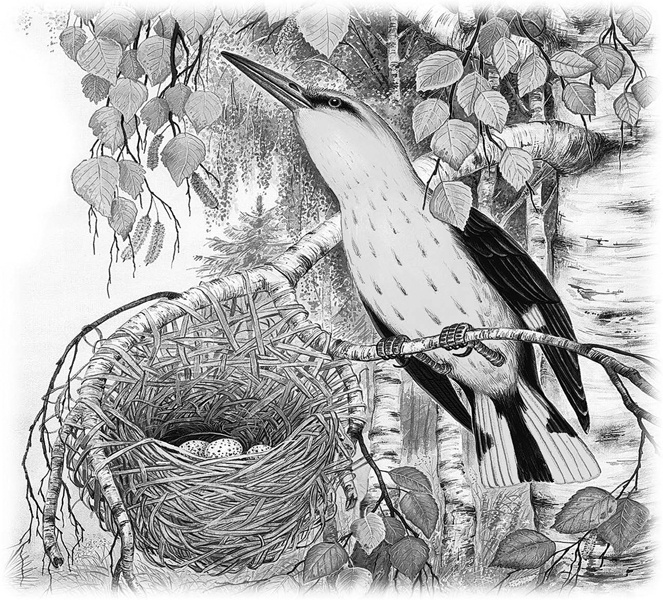 Иллюстрация к книге — Сказки и рассказы [_017.jpg]