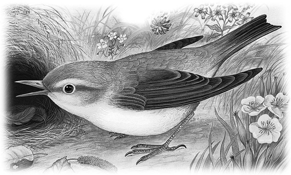 Иллюстрация к книге — Сказки и рассказы [_019copy.jpg]