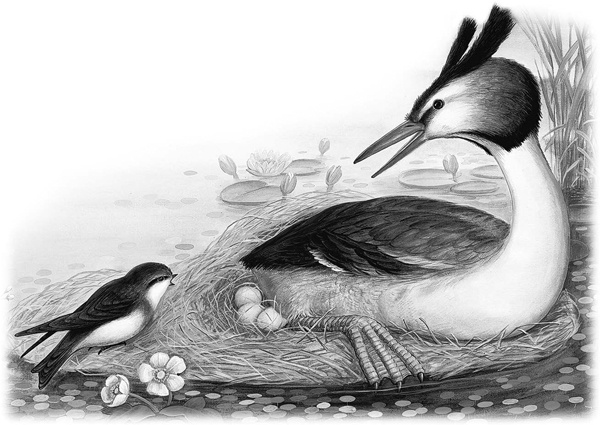 Иллюстрация к книге — Сказки и рассказы [_021copy.jpg]