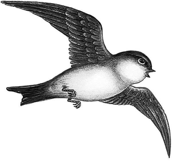 Иллюстрация к книге — Сказки и рассказы [_024copy.jpg]