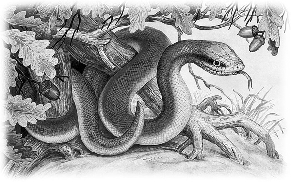 Иллюстрация к книге — Сказки и рассказы [_027copy.jpg]