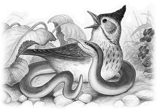 Иллюстрация к книге — Сказки и рассказы [_033copy.jpg]