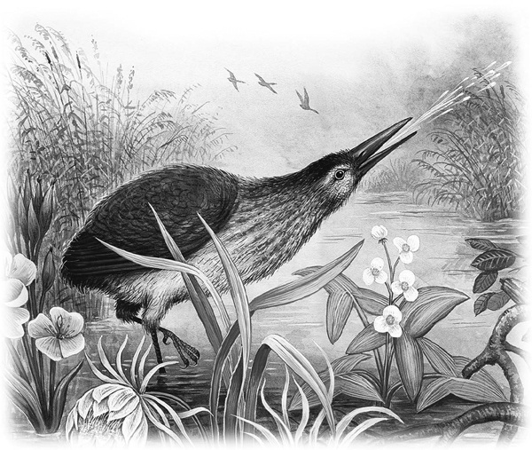 Иллюстрация к книге — Сказки и рассказы [_036copy.jpg]