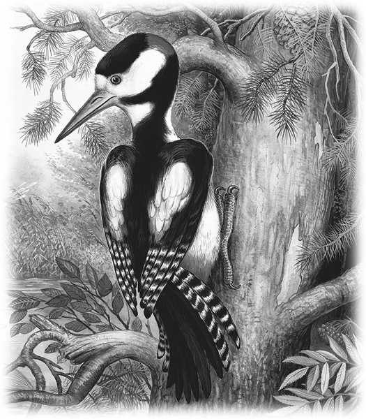 Иллюстрация к книге — Сказки и рассказы [_037.jpg]