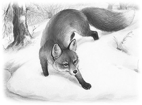 Иллюстрация к книге — Сказки и рассказы [_053copy.jpg]