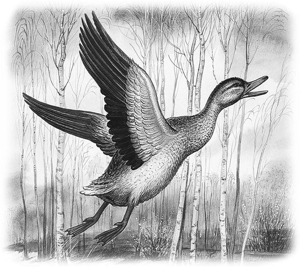 Иллюстрация к книге — Сказки и рассказы [_056copy.jpg]