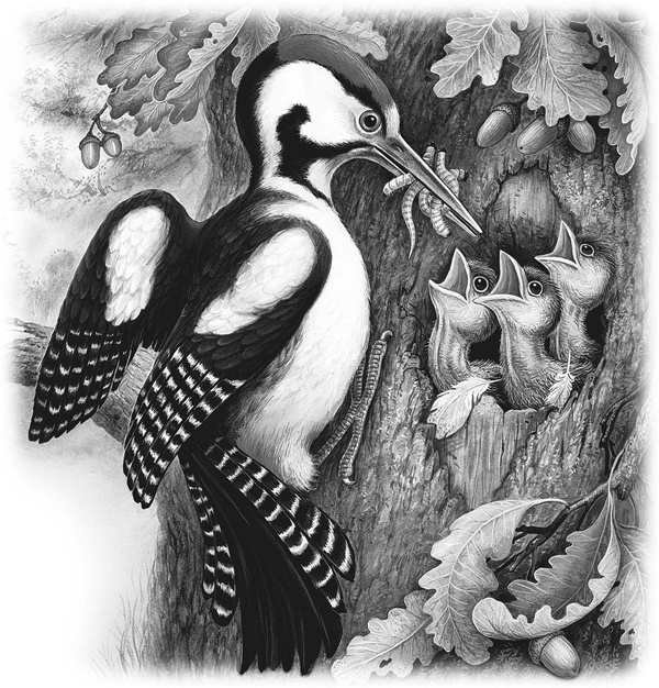 Иллюстрация к книге — Сказки и рассказы [_057copy.jpg]