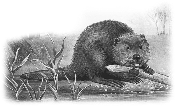 Иллюстрация к книге — Сказки и рассказы [_083copy.jpg]