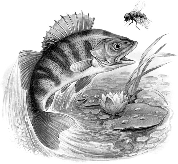 Иллюстрация к книге — Сказки и рассказы [_092copy.jpg]