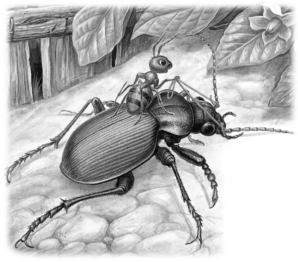 Иллюстрация к книге — Сказки и рассказы [_123copy.jpg]