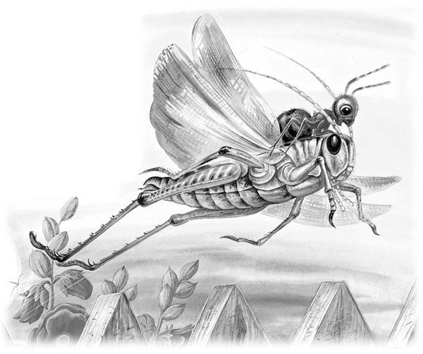 Иллюстрация к книге — Сказки и рассказы [_126copy.jpg]